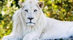 Бели лъвове